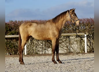 Koń andaluzyjski, Ogier, 1 Rok, 145 cm, Bułana