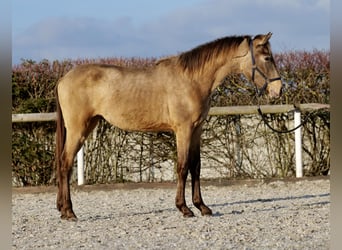 Koń andaluzyjski, Ogier, 1 Rok, 145 cm, Bułana