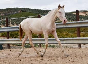 Koń andaluzyjski, Ogier, 1 Rok, 145 cm, Cremello