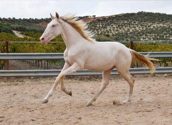 Koń andaluzyjski, Ogier, 1 Rok, 145 cm, Cremello