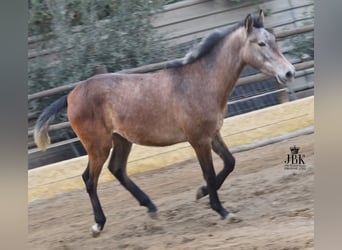 Koń andaluzyjski, Ogier, 1 Rok, 145 cm, Kasztanowatodereszowata