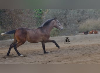 Koń andaluzyjski, Ogier, 1 Rok, 145 cm, Siwa