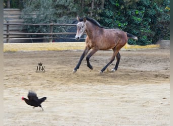 Koń andaluzyjski, Ogier, 1 Rok, 145 cm, Siwa