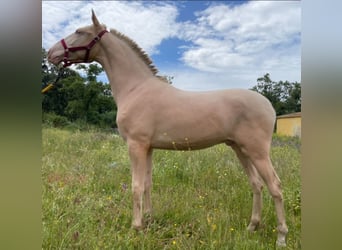 Koń andaluzyjski, Ogier, 1 Rok, 154 cm, Perlino