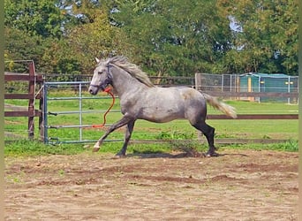 Koń andaluzyjski, Ogier, 1 Rok, 156 cm, Siwa