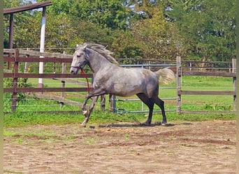 Koń andaluzyjski, Ogier, 1 Rok, 156 cm, Siwa
