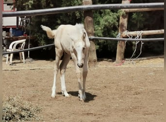 Koń andaluzyjski, Ogier, 1 Rok, 158 cm, Cremello