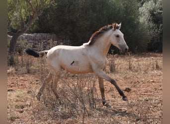 Koń andaluzyjski, Ogier, 1 Rok, 160 cm, Bułana