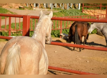 Koń andaluzyjski Mix, Ogier, 1 Rok, 160 cm, Izabelowata