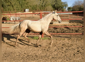Koń andaluzyjski Mix, Ogier, 1 Rok, 160 cm, Izabelowata