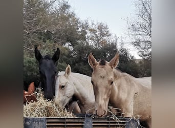 Koń andaluzyjski, Ogier, 1 Rok, 160 cm, Szampańska