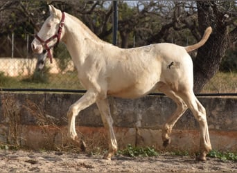 Koń andaluzyjski, Ogier, 1 Rok, 162 cm, Perlino