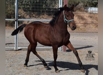 Koń andaluzyjski Mix, Ogier, 1 Rok, 163 cm