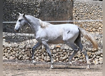 Koń andaluzyjski, Ogier, 1 Rok, 163 cm, Siwa