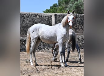 Koń andaluzyjski, Ogier, 1 Rok, 163 cm, Siwa