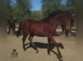 Koń andaluzyjski, Ogier, 1 Rok, 164 cm, Gniada