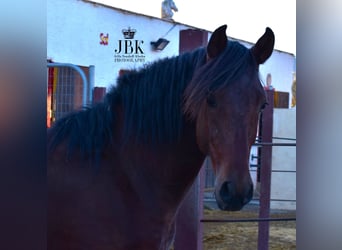 Koń andaluzyjski, Ogier, 1 Rok, 164 cm, Gniada