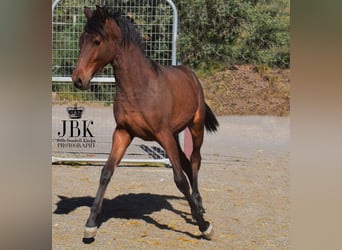 Koń andaluzyjski, Ogier, 1 Rok, 164 cm, Gniada