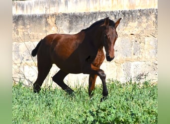 Koń andaluzyjski, Ogier, 1 Rok, 165 cm, Gniada