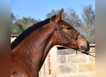 Koń andaluzyjski, Ogier, 1 Rok, 165 cm, Gniada