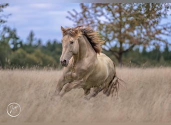 Koń andaluzyjski, Ogier, 1 Rok, 165 cm, Kara