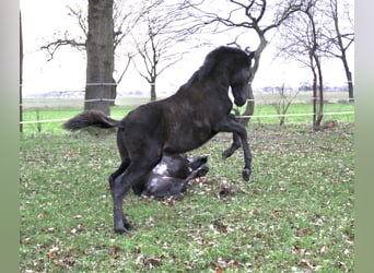 Koń andaluzyjski, Ogier, 1 Rok, 165 cm, Kara