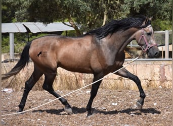 Koń andaluzyjski, Ogier, 1 Rok, 165 cm, Kasztanowatodereszowata