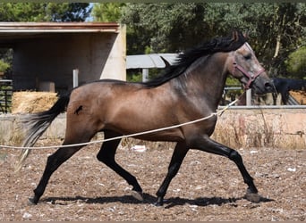 Koń andaluzyjski, Ogier, 1 Rok, 165 cm, Kasztanowatodereszowata