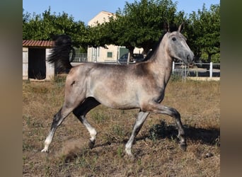 Koń andaluzyjski, Ogier, 1 Rok, 165 cm, Siwa