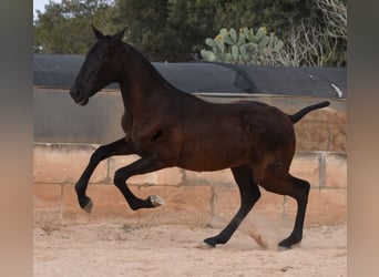 Koń andaluzyjski, Ogier, 1 Rok, 168 cm, Kara