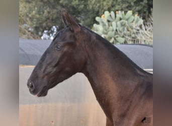 Koń andaluzyjski, Ogier, 1 Rok, 168 cm, Kara