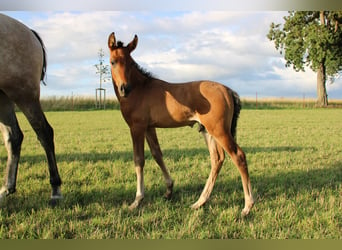 Koń andaluzyjski, Ogier, 1 Rok, Gniada