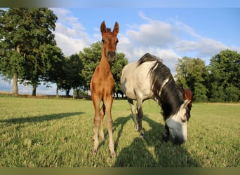 Koń andaluzyjski, Ogier, 1 Rok, Gniada