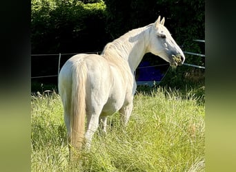 Koń andaluzyjski, Ogier, 25 lat, 155 cm, Siwa