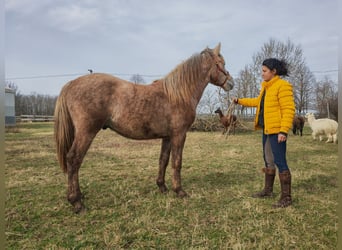 Koń andaluzyjski Mix, Ogier, 2 lat, 145 cm, Kasztanowatodereszowata