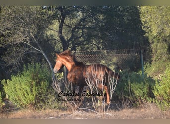 Koń andaluzyjski, Ogier, 2 lat, 148 cm, Kasztanowata