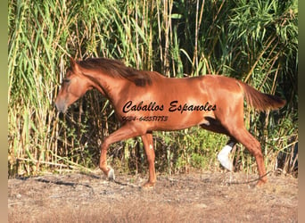 Koń andaluzyjski, Ogier, 2 lat, 148 cm, Kasztanowata