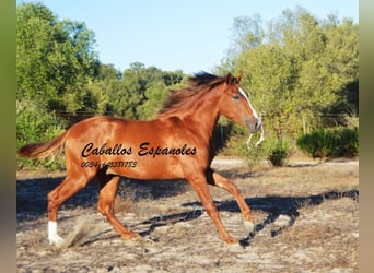Koń andaluzyjski, Ogier, 2 lat, 148 cm, Kasztanowata