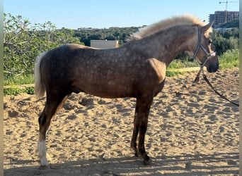 Koń andaluzyjski, Ogier, 2 lat, 150 cm, Izabelowata