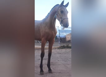 Koń andaluzyjski Mix, Ogier, 2 lat, 150 cm, Jelenia