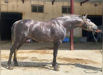 Koń andaluzyjski, Ogier, 2 lat, 150 cm, Siwa