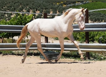 Koń andaluzyjski, Ogier, 2 lat, 151 cm, Perlino