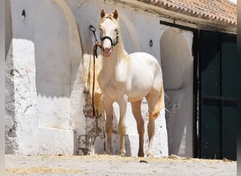 Koń andaluzyjski, Ogier, 2 lat, 151 cm, Perlino