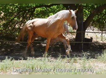 Koń andaluzyjski, Ogier, 2 lat, 152 cm, Perlino