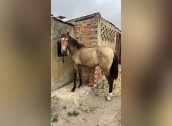 Koń andaluzyjski, Ogier, 2 lat, 153 cm, Bułana