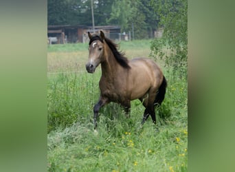 Koń andaluzyjski, Ogier, 2 lat, 153 cm, Bułana