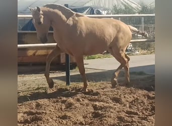 Koń andaluzyjski, Ogier, 2 lat, 155 cm, Izabelowata