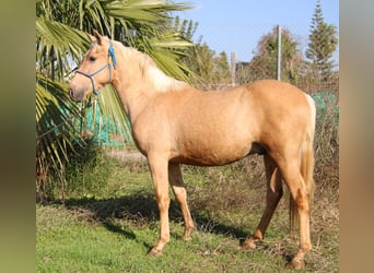 Koń andaluzyjski, Ogier, 2 lat, 155 cm, Izabelowata