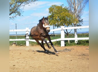 Koń andaluzyjski, Ogier, 2 lat, 156 cm, Jelenia