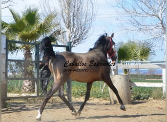 Koń andaluzyjski, Ogier, 2 lat, 156 cm, Jelenia